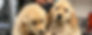 Closeup of two golden pups looking cute