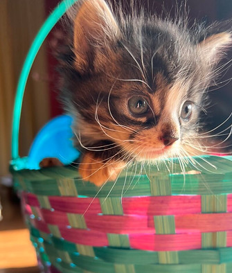 Small fluffy kitten sits in an a colorful basket with sunlight on her face