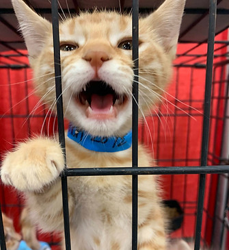Orange kitten smiles big for the camera showing his teeth waiting for dental exam