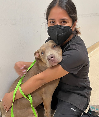 Female CAMP vet tech hugs sand colored pitbull in clinic hallway